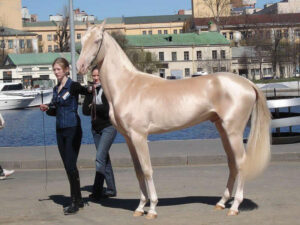 14b788da 300x225 - JRA全面協力でカザフスタンに新競馬場　在来種の"黄金の馬"アハルテケによるダート競馬
