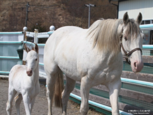 2b91d43a 300x225 - 【画像】白毛馬ハクホウリリーが白毛牝馬を出産、父はディープスカイ