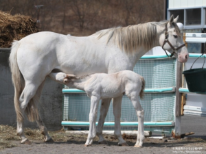 da1d9458 300x225 - 【画像】白毛馬ハクホウリリーが白毛牝馬を出産、父はディープスカイ