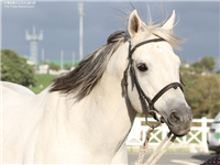 4b0ef753 - クーリンガーが種牡馬生活を引退、新冠町の乗馬クラブに移動 真っ白な馬体はひと際目立つ存在