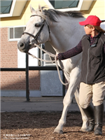 7b579f68 - クーリンガーが種牡馬生活を引退、新冠町の乗馬クラブに移動 真っ白な馬体はひと際目立つ存在