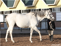 c1520f06 - クーリンガーが種牡馬生活を引退、新冠町の乗馬クラブに移動 真っ白な馬体はひと際目立つ存在