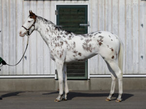 mnewsplus 1413764958 101 300x224 - トレセンで注目の的。白い馬体に黒の斑点のまだら模様で馬名は「ブチコ」
