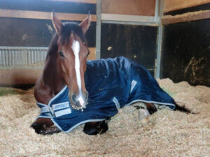 keiba 1466236299 501 300x225 - 競馬で大負けした時、一緒に添い寝して慰められたい馬と言えば？