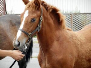 keiba 1492575568 7001 300x225 - オルフェ全妹オルファンが今週デビュー！池江師「小さくてかわいい馬です」