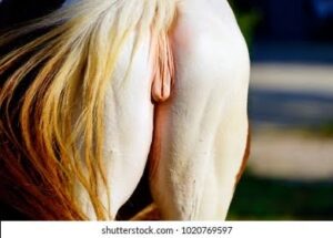 livejupiter 1615717941 23801 300x215 - 【画像】獣医｢馬のCT撮りました｣ﾊﾟｼｬｯ 女さん｢！！！｣ｼｭﾊﾞﾊﾞﾊﾞﾊﾞ