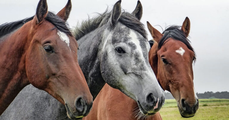 【予想】競馬あまりにも難しすぎるやろ